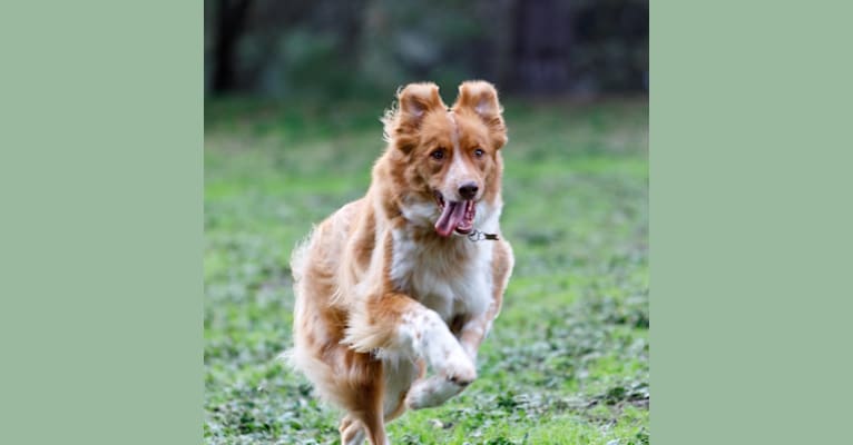 Copper, a Border Collie and Australian Cattle Dog mix tested with EmbarkVet.com