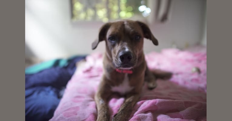 Lily, a Rottweiler and Golden Retriever mix tested with EmbarkVet.com