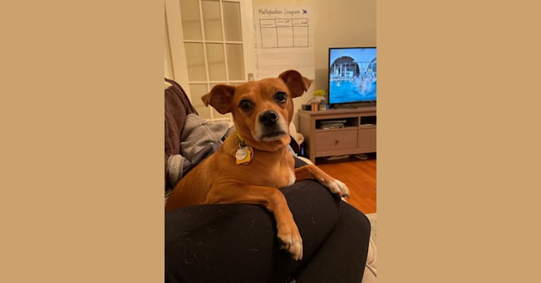 Brookley, a Russell-type Terrier and Chihuahua mix tested with EmbarkVet.com