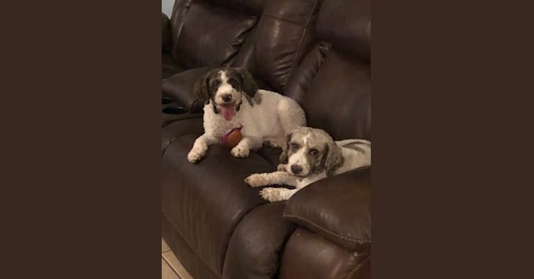 Lagotto of house woller clearance
