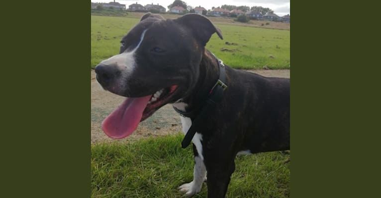 Photo of Loki, a Staffordshire Bull Terrier and American Pit Bull Terrier mix in Hadston, England, United Kingdom