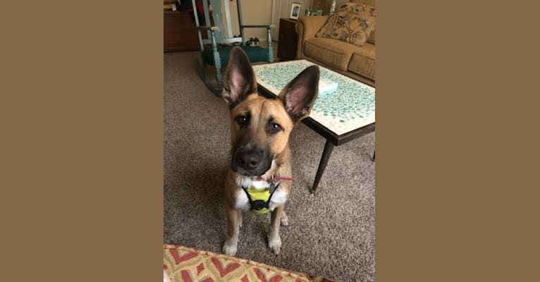 Photo of Moses, a German Shepherd Dog, Labrador Retriever, Australian Cattle Dog, Treeing Walker Coonhound, Bullmastiff, and Mixed mix in Beaumont, TX, USA