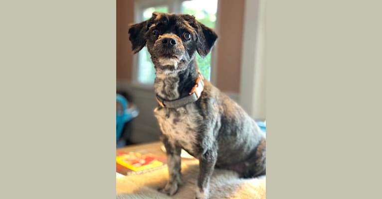 Photo of Bobbie, a Shih Tzu, Chihuahua, and Mixed mix in Los Angeles, California, USA