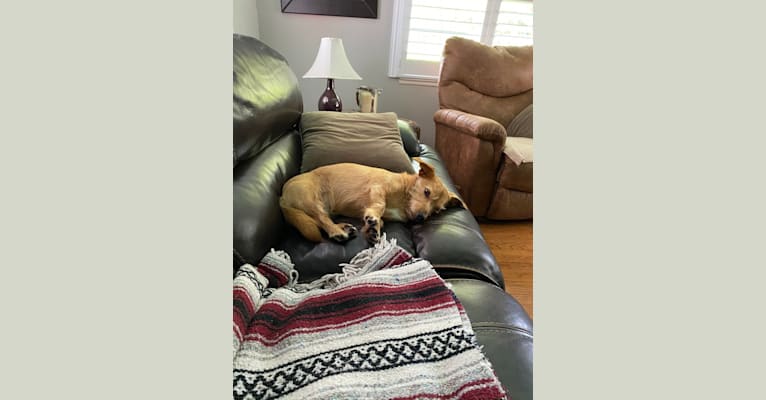 Photo of Olive, a Dachshund, Australian Shepherd, American Pit Bull Terrier, and Mixed mix in Ocala, FL, USA
