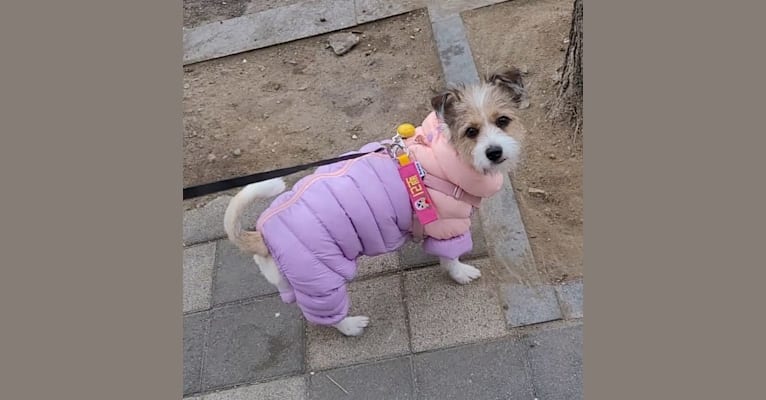 BBORI, a Japanese or Korean Village Dog tested with EmbarkVet.com