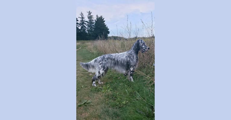 Kent, an English Setter tested with EmbarkVet.com