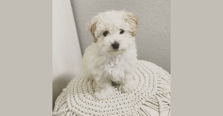 Duke, a Poodle (Small) and Maltese mix tested with EmbarkVet.com
