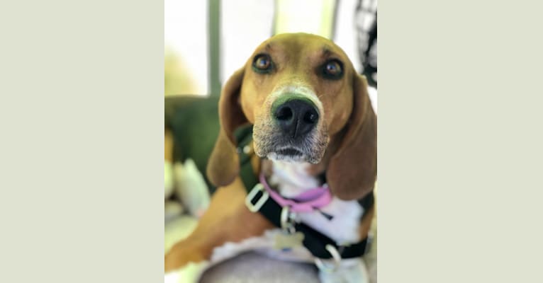 Photo of Scout, a Treeing Walker Coonhound  in Weymouth, Massachusetts, USA