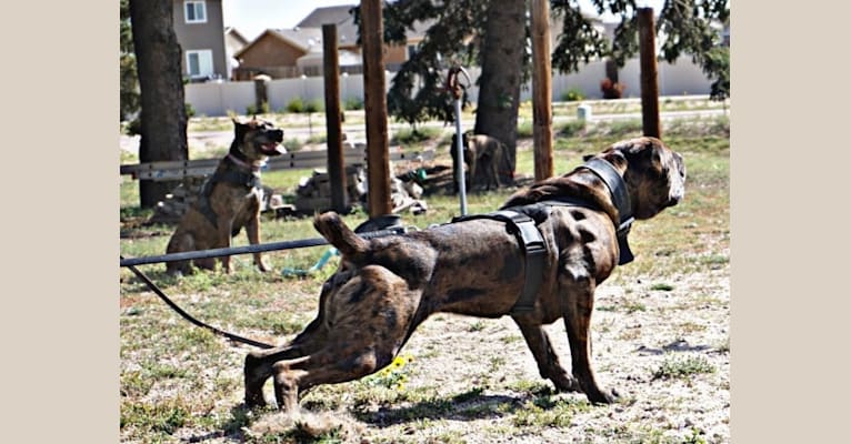 Thoryn, an American Bulldog and Cane Corso mix tested with EmbarkVet.com