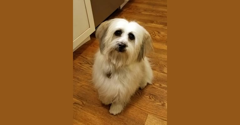 Photo of George, a Shih Tzu, Poodle (Small), Pekingese, and Mixed mix in Bristol, Pennsylvania, USA