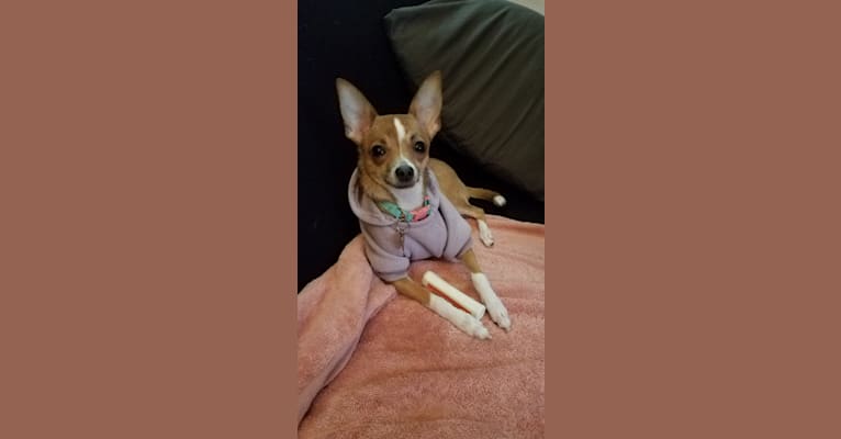 Photo of Beanie, a Chihuahua, Poodle (Small), and Mixed mix in Modesto, California, USA