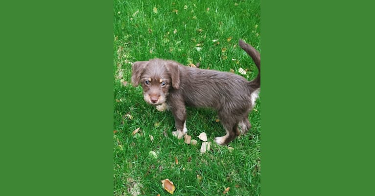 Penny, a Poodle (Small) and German Shorthaired Pointer mix tested with EmbarkVet.com