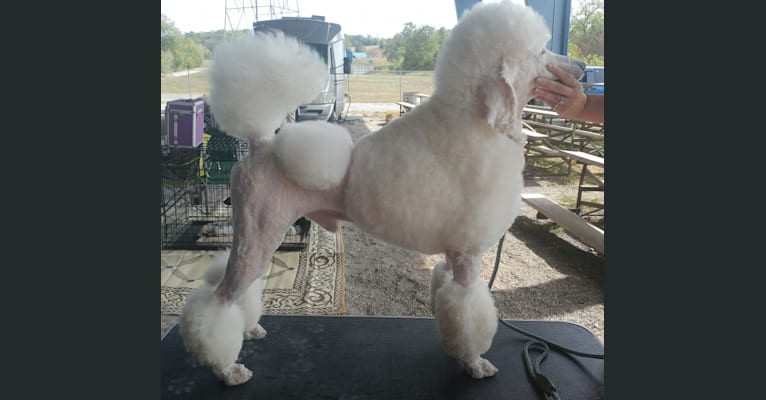 Cherokee, a Poodle (Standard) tested with EmbarkVet.com