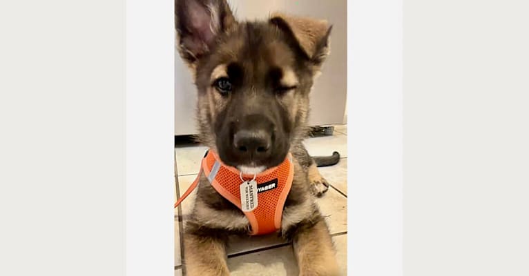 Manfred Von Rexroad, a German Shepherd Dog and American Pit Bull Terrier mix tested with EmbarkVet.com