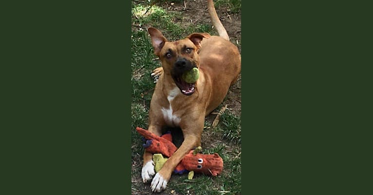 Photo of Ragnar, an American Pit Bull Terrier, Golden Retriever, German Shepherd Dog, and American Staffordshire Terrier mix