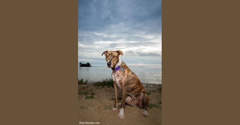 Neni, an American Pit Bull Terrier (8.6% unresolved) tested with EmbarkVet.com
