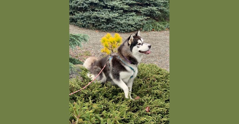 Photo of Anika, a Siberian Husky and Alaskan Malamute mix in null