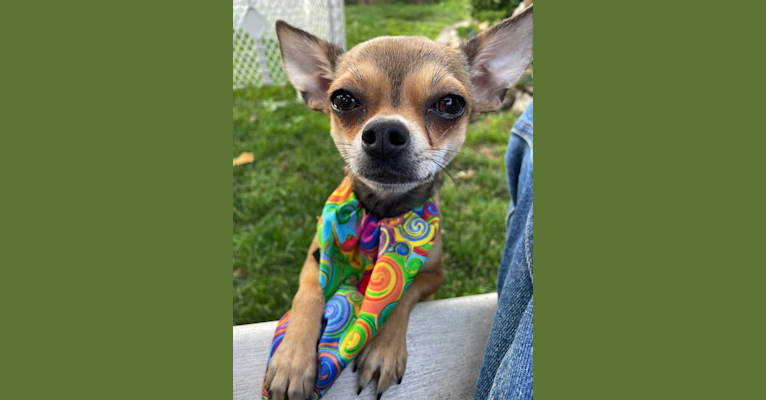 Photo of Smudge, a Chihuahua  in Oklahoma, USA