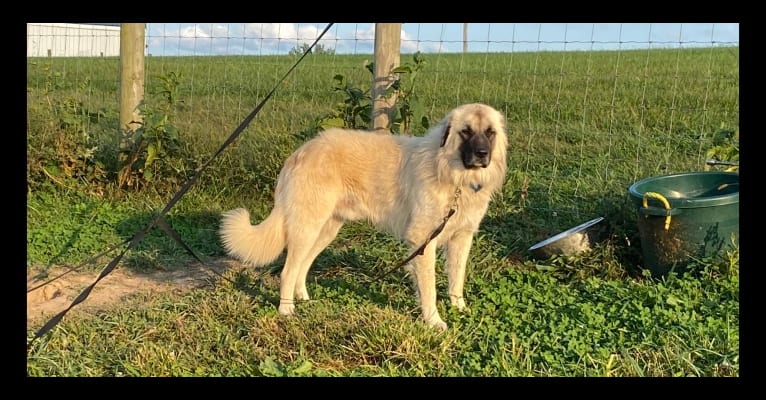 Olaf, an Anatolian Shepherd Dog and Great Pyrenees mix tested with EmbarkVet.com