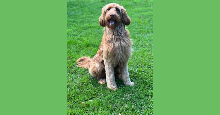 Carbon, a Poodle (Standard) and Irish Setter mix tested with EmbarkVet.com