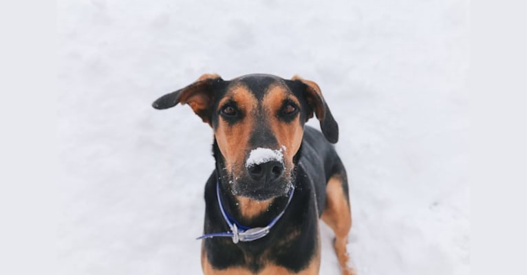 Simon, a Doberman Pinscher and German Shepherd Dog mix tested with EmbarkVet.com