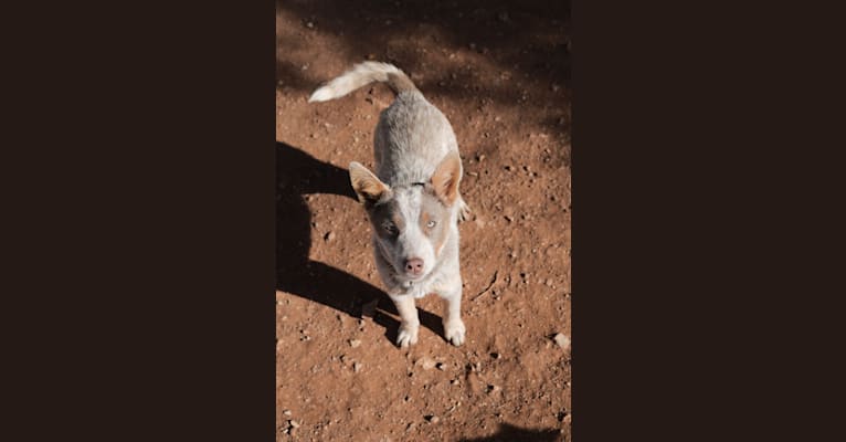 Raya, an Australian Cattle Dog tested with EmbarkVet.com