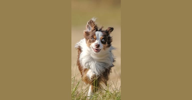 Ludo, an Australian Shepherd Group tested with EmbarkVet.com