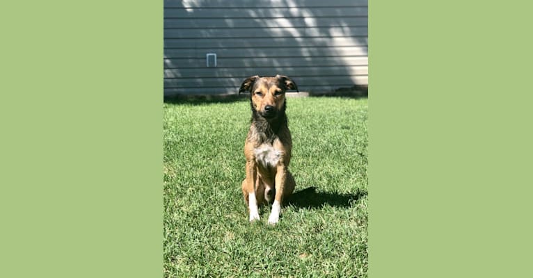 Nio, a Border Collie and Russell-type Terrier mix tested with EmbarkVet.com