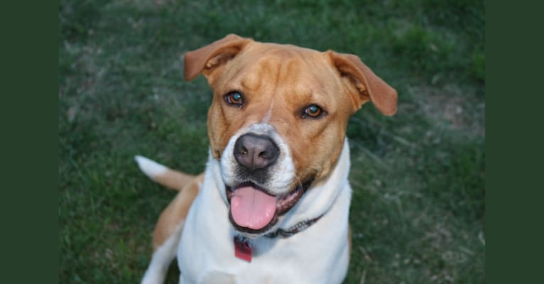 Ruby, a Staffordshire Terrier and Australian Cattle Dog mix tested with EmbarkVet.com