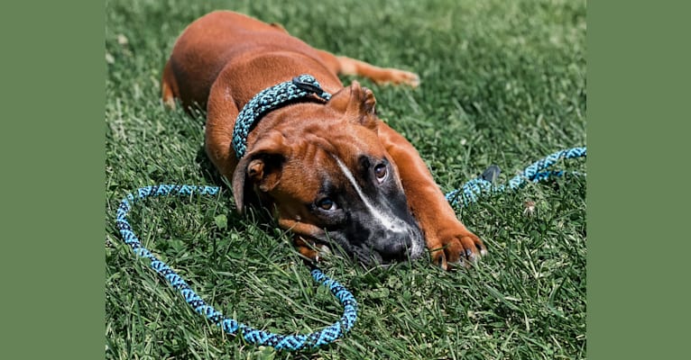 Photo of Canelo, an American Pit Bull Terrier, American Bulldog, Boxer, and Mixed mix in Philadelphia, Pennsylvania, USA