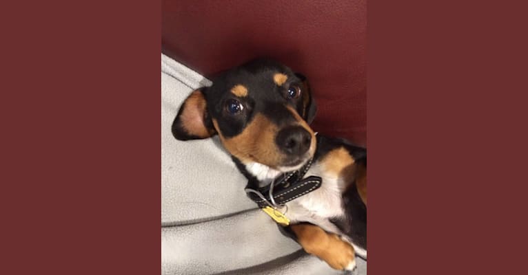 Brady, a Dachshund and Chihuahua mix tested with EmbarkVet.com