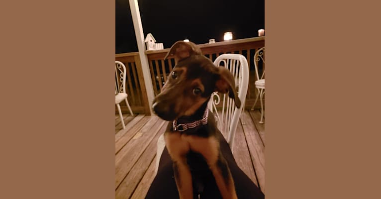 Odessa, a German Shepherd Dog and Redbone Coonhound mix tested with EmbarkVet.com