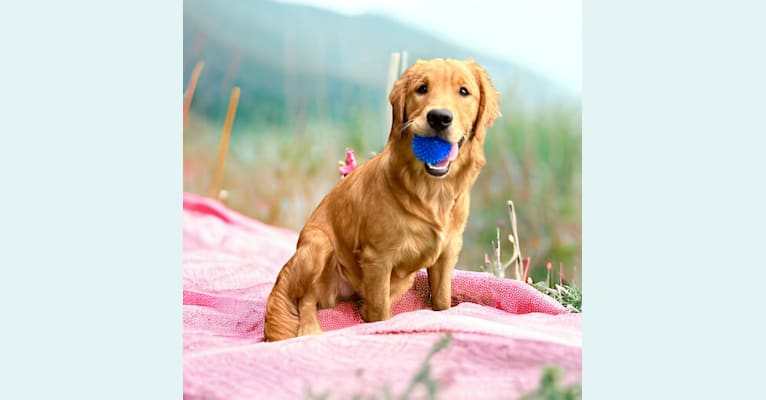 Angel Baby, a Golden Retriever tested with EmbarkVet.com