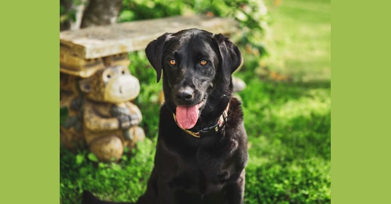 Lexi Sophia Esler, a Labrador Retriever tested with EmbarkVet.com