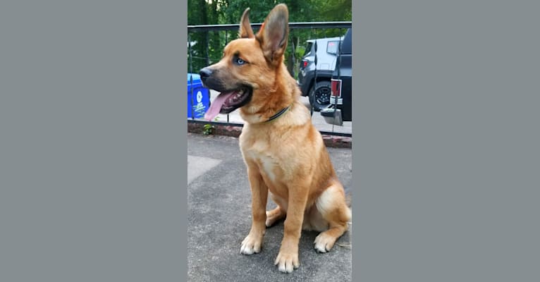 Canyon, a Siberian Husky and Saint Bernard mix tested with EmbarkVet.com