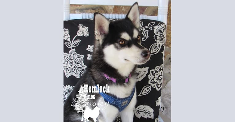 Zoe, a Pomsky tested with EmbarkVet.com