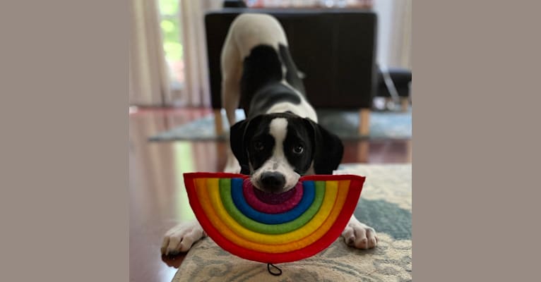 Rocco, a Treeing Walker Coonhound and American Pit Bull Terrier mix tested with EmbarkVet.com