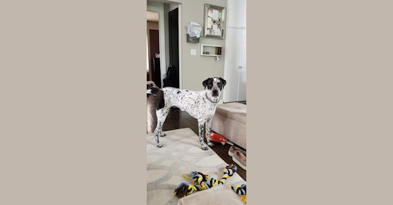 Riley, a Labrador Retriever and Staffordshire Terrier mix tested with EmbarkVet.com