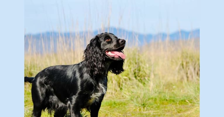 Cassie, an English Cocker Spaniel (Working Type) tested with EmbarkVet.com