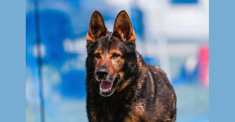Kye Lo, a German Shepherd Dog tested with EmbarkVet.com