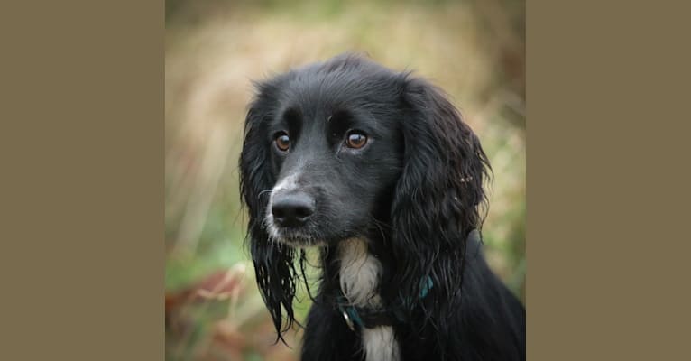 Photo of Jake, an English Cocker Spaniel (Working Type)  in Witchford, Ely, UK
