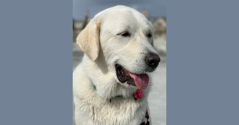 Chloe, a Great Pyrenees and Anatolian Shepherd Dog mix tested with EmbarkVet.com