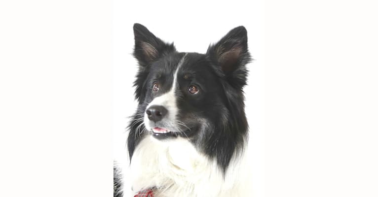 Flinx, an Icelandic Sheepdog tested with EmbarkVet.com