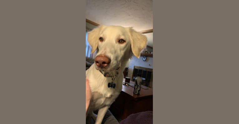 Thor, a German Shorthaired Pointer and English Springer Spaniel mix tested with EmbarkVet.com