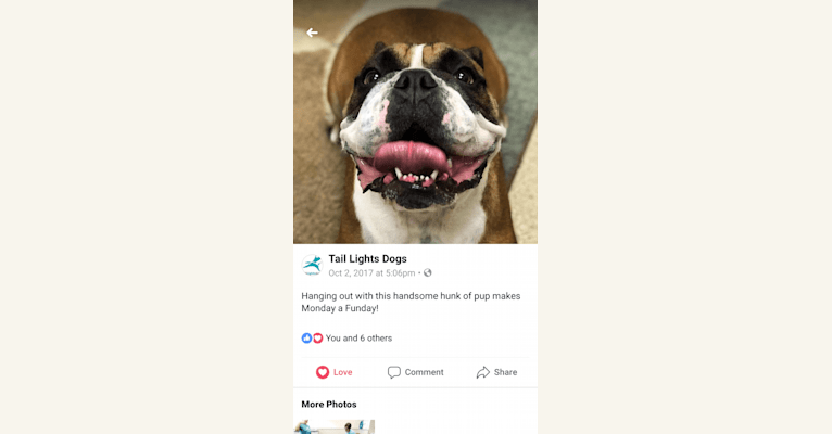 Embark Dog Dna Test Breed