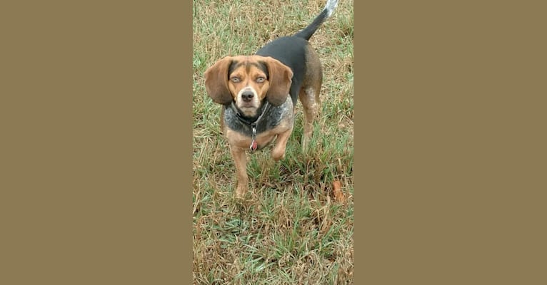Maude, a Beagle and Treeing Walker Coonhound mix tested with EmbarkVet.com