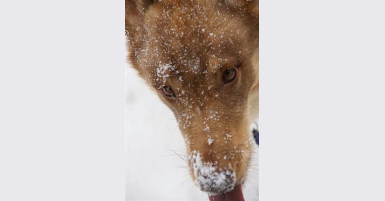 Duvel, a Siberian Husky and German Shepherd Dog mix tested with EmbarkVet.com