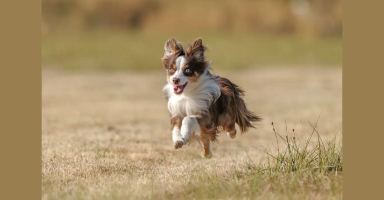 Ludo, an Australian Shepherd Group tested with EmbarkVet.com