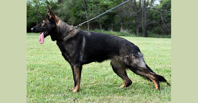 Envy, a German Shepherd Dog tested with EmbarkVet.com