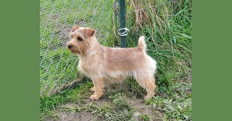 Conquest Golden Girl, a Norfolk Terrier tested with EmbarkVet.com